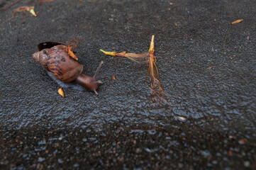 Snail walking on the gray background after the rain,little animal fighting in city