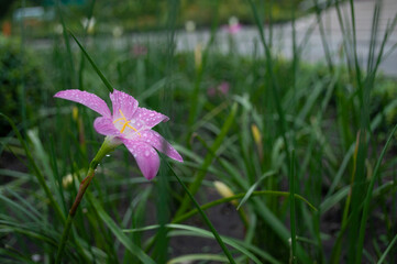pink rain lilly with droplets after the rain,Zephyranthes minuta, Zephyr Flower
