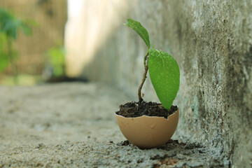 Young greens grown in the eggshell