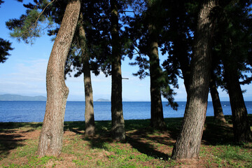 琵琶湖　今津の浜