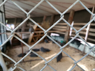 White rabbit peering out of the cage at the zoo.