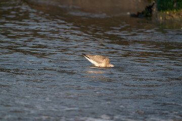 Close-up of a black-tailed godwit Limosa Limosa wader. looks for food in the sea with the head under water
