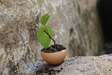 Young greens grown in the eggshell