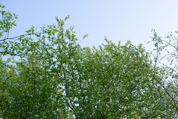 Cherry blossoms on a blue sky background