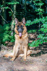 Brown German Shepherd dog, male sits in the woods on the sand, tongue sticking out. Trees in the background