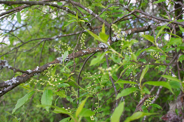 A sprig of bird cherry with budding flowers