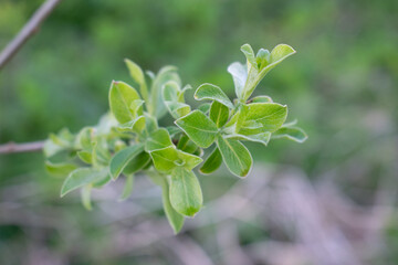 Young leaves of the plant bloomed in the spring