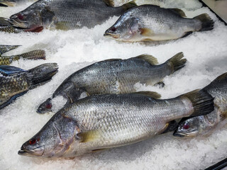 fresh fish on ice