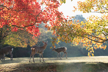 秋の奈良公園