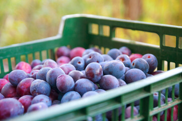 Garden plum collected in a plastic tray