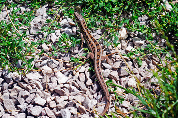 Fototapeta premium lizard on the grass