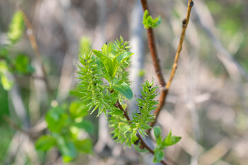 Sálix auríta is a shrub plant, a species of the Willow Salix genus in the Willow family Salicaceae