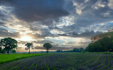 Fototapeta premium Clouds in the sky over a green field. High quality photo