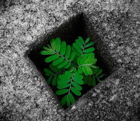 Green trees are growing on the cement floor