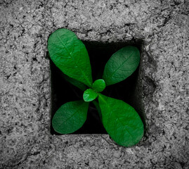 Green trees are growing on the cement floor