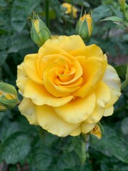yellow rose flower
