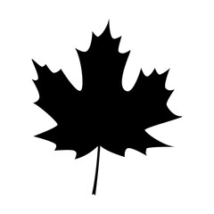 Maple leave icon vector design. Fall icons vector