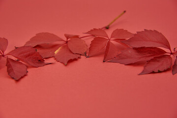 Naklejka na ściany i meble Red leaves of wild grapes, ampelopsis, on a red background.