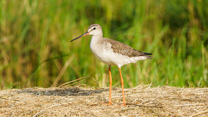 Black-winged Stilt female on the yellow grass