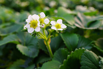 White strawberry flowers with green leaves