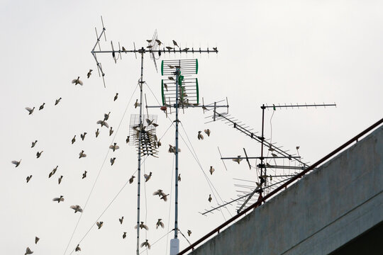 Uccelli in volo dalle antenne