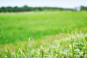 blurred Field green grass and flower background