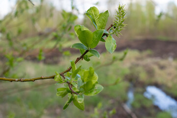 young leaves on a twig bloom in the spring on trees
