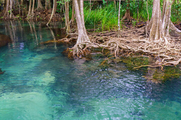 Clear water stream flowing through the forest