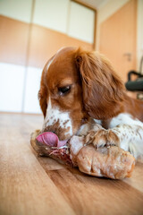 Cute dog welsh springer spaniel eats raw bone barf.
