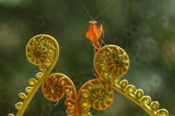 Obraz premium Dead Leaf Mantis is a mantis whose skin and color is like a dry leaf, this color and pattern is used to protect herself when there is danger she immediately disguises herself as a dry leaf.