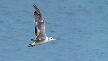 Fototapeta premium ウミネコ