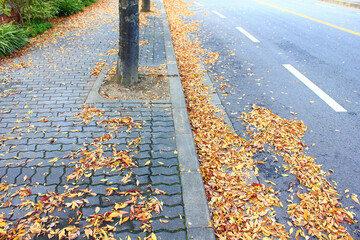 枯葉が落ちた歩道
