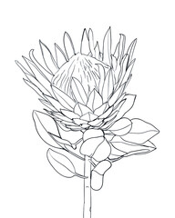 Protea flower line drawing. Exotic tropical flowers. - Vector illustration