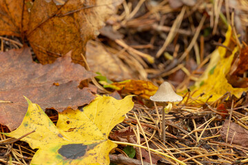 mushroom between the autumn leaves