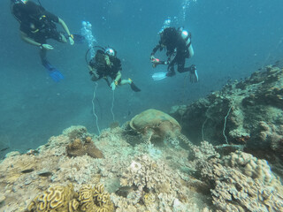 Fototapeta na wymiar Buceadores observando tortuga marina 