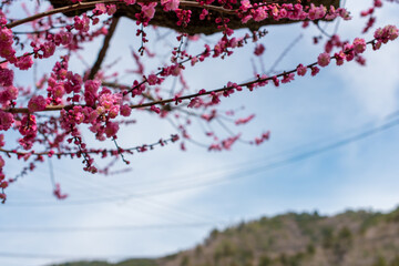 Red plum blossom