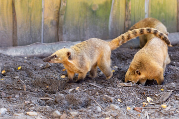 Closeup of Ring-tailed Coati (Nasua nasua) at the zoo. 