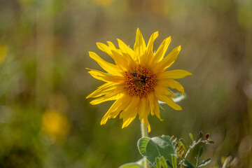 bee on a large sunflower