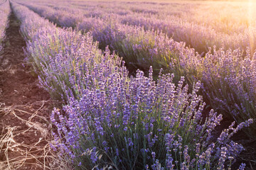 Obraz premium Blooming violet lavender field on sunset sky.