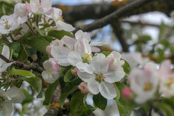 Obraz premium Beautiful white apple blossoms