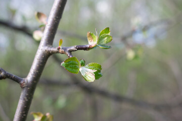 young leaves on the background of a tree trunk, spring