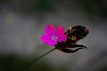 beautiful Pink flower in the forest