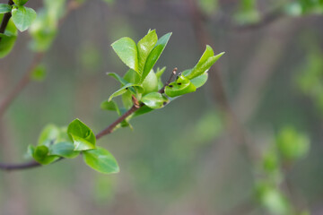 Young leaves of the plant bloomed in the spring
