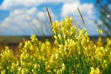 beautiful summer landscape with yellow wild flowers