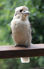 A closeup of a famous Australian Kookaburra bird in natural bush setting