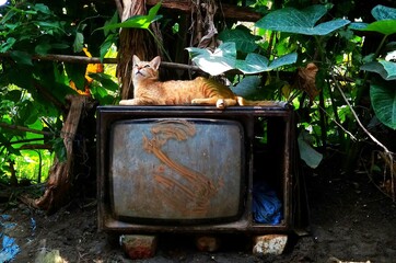 Cat on a TV