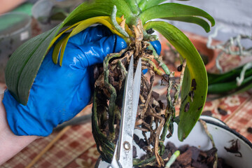 A woman's hand in a blue glove holds an Orchid, scissors cut off the roots of orchids