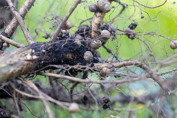 大豆の根粒のクローズアップ