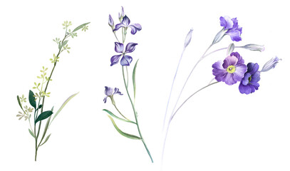 Flowers watercolor illustration. Manual composition. Big Set watercolor elements. - 384960257