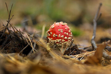Poisonous mushroom flies, red with white dots, walk in the autumn forest